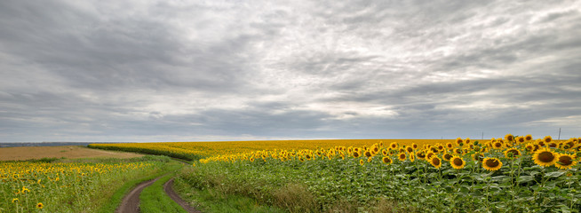 Papier Peint - The country road through the yellow sunflower's field. Summer landscape: beautiful field yellow sunflowers. Panoramic banner.