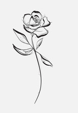 Flower Rose, Sketch, Painting. Hand Drawing. White Bud, Petals, Stem And Leaves. Monochrome, Black And White Illustration.