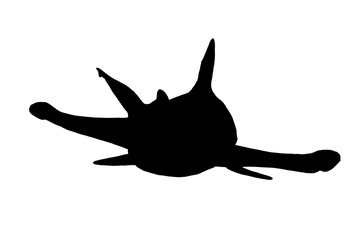 Wall Mural - Graphical silhouette of shark isolated on white background,vector illustration