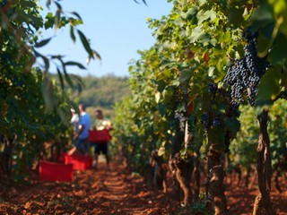 Wall Mural - wineyard