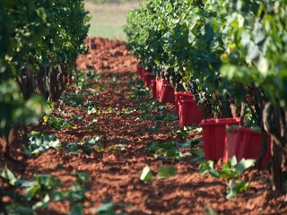 Wall Mural - wineyard