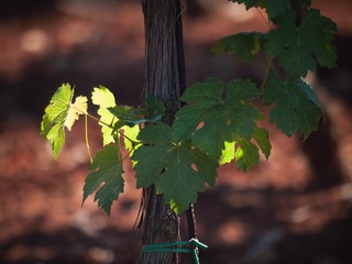 Sticker - wineyard