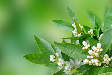 Wall Mural - Orange flowers and buds spring horizontal background. Neroli blossom.