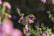 Bumblebee pollinating heather flowers