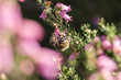 Bumblebee pollinating heather flowers