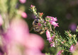 Bumblebee foraging