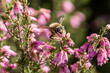 Bumblebee on heather flowers