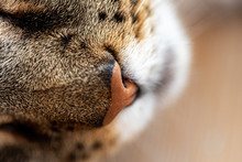 Simply The Nose Of A Cat