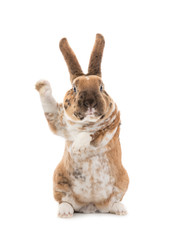 Sticker - Rabbit with raised paw for  setting your content is isolated on a white background.