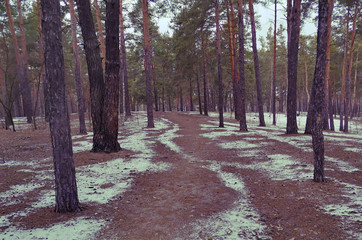 Wall Mural - Road between pine trees. Winter landscape.