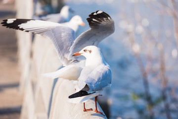 Seagull , Seagull birds Flying, Close up view of white birds in sunset over the sea