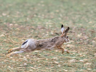 Hare escape in wild race over the fields