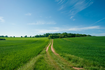 Wall Mural - Sunny summer day  country road, green meadows and blue sky