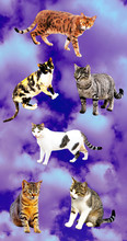 Contemporary Art Collage.  Cats In The Sky Wallpapper