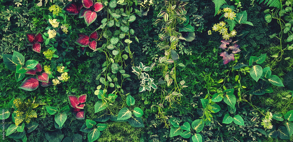 Green creeper, vine or ivy and red leaves wall for background in blue vintage filter tone. Natural wallpaper or Nature pattern. Freshness season - obrazy, fototapety, plakaty 
