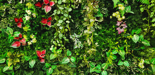 Wall Mural - Green creeper, vine or ivy and red leaves wall for background. Natural wallpaper or Nature pattern. Freshness season