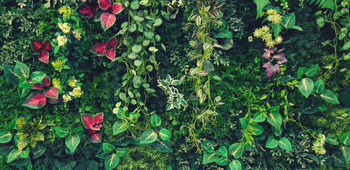 Wall Mural - Green creeper, vine or ivy and red leaves wall for background in blue vintage filter tone. Natural wallpaper or Nature pattern. Freshness season