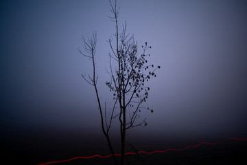 Poster - trees in a city park at night in foggy weather