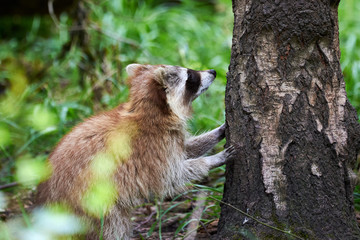 Wall Mural - Raccoon climbing in tree (Procyon lotor)	