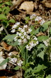 Pyrenäen- Baldrian, Valeriana pyrenaica