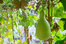 The Calabash, Bottle Gourd, Or White-flowered Gourd (Lagenaria Siceraria) Hanging On The Vine In The Garden.