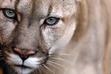 Portrait of a puma. Canadian Cougar