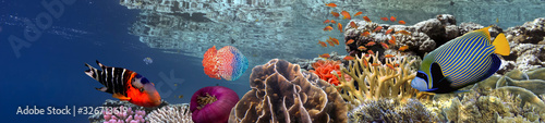 Coral reef underwater panorama with school of colorful tropical fish Wallpaper Mural