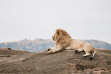 Lazy Lion On Th Rock In Safari
