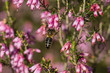 Honey bee on heath flowers