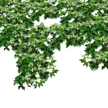 White Background With Dense Hanging Green Foliage
