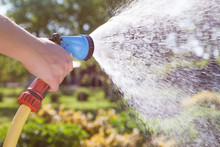 Woman's Hand With Garden Hose Watering Plants