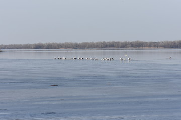 Poster - swans on the lake