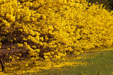 Wall Mural - Beauty of nature yellow flower tree for background