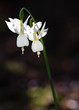 Angel's Tears narcissus