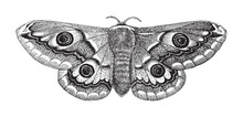 Peacock-eye Nocturnal Moth / Vintage Illustration From Brockhaus Konversations-Lexikon 1908