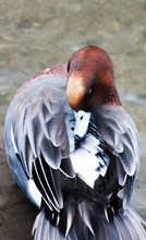 Red Headed Duck With Grey Feathers Sitting On Water Lake Pond