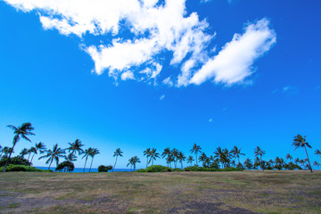 Palms with blue sky in seaside Oahu Hawaii 