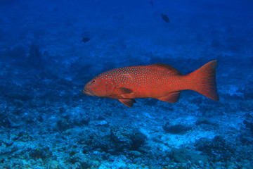 Wall Mural - Roving coralgrouper fish