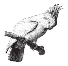 Major Mitchell's Cockatoo (Lophochroa Leadbeateri) / Vintage Illustration From Brockhaus Konversations-Lexikon 1908