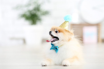 Poster - Pomeranian dog with bow tie and birthday cap lying on the floor