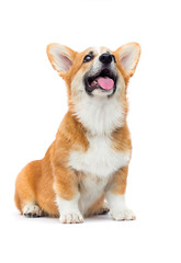Wall Mural - ginger welsh corgi puppy with tongue
