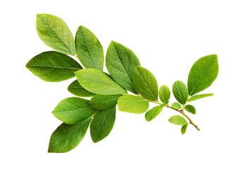Wall Mural - Green leaves of blueberry