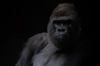 Portrait of a male gorilla in the dark with black background