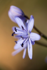 Alpine squill or two leaf squill, early spring purple flower growing from an underground bulb with two lance shaped leaves, latin Scilla bifolia