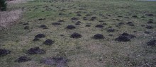 Lawn Grass Field Destruction By Mole Hills, Molehills. Moles Built An Underground Tunnel System.