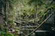 Fallen trees in a small river in the forrest. Green forrest.