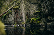 Reflection of a river in the forrest. Mountain reflection. Deep forrest. Dark forrest.