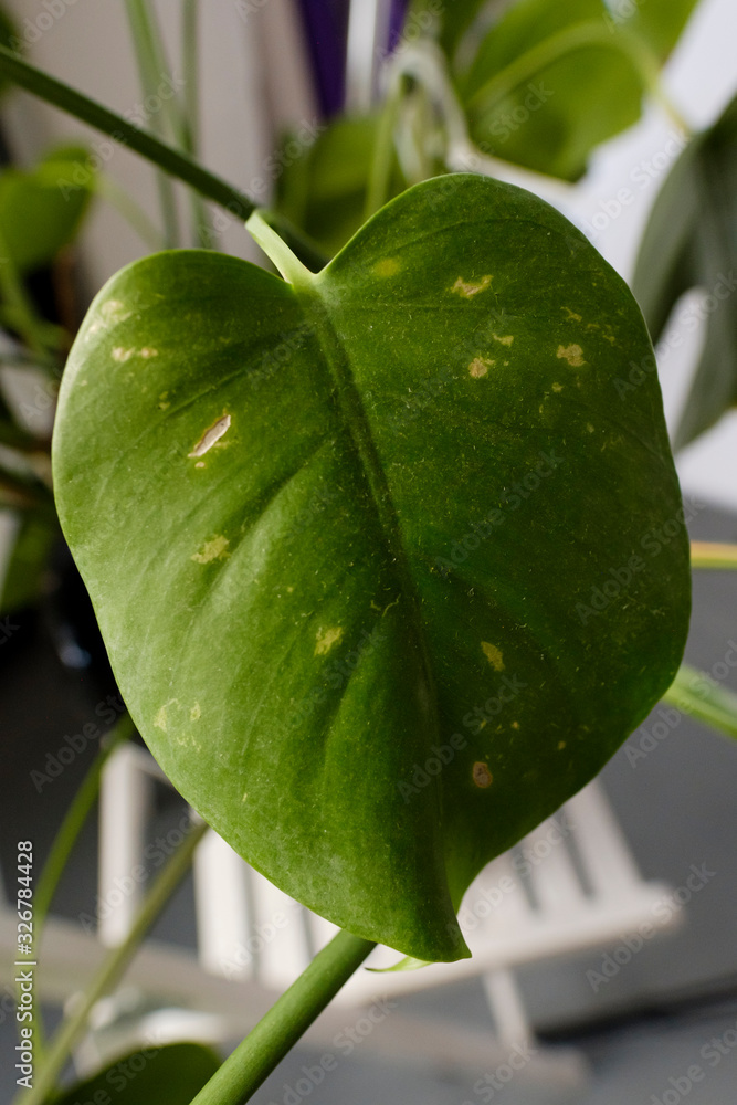 Leaf Monstera plants heavily infested. Parasites on home plants close-up of  macro insects. Diseased home plant. Poor Plant Care Stock Photo | Adobe  Stock