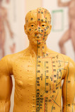 Fototapeta  - anatomy of human body