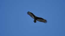 Turkey Vulture Slow Motion 96fps Big Sur California Closeup